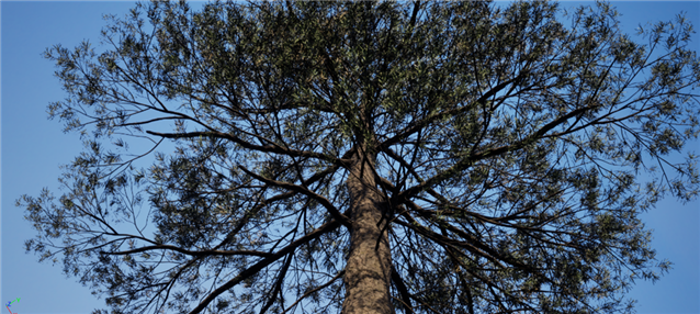 Upward view of a high-detail Nanite tree canopy showing dense branch and foliage geometry.