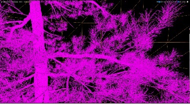 Nanite Triangles visualization showing dense foliage geometry in a high-detail tree asset.