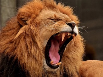  An image of a lion roaring. 